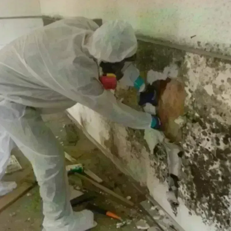 Mold Remediation and Removal in Val Verde County, TX